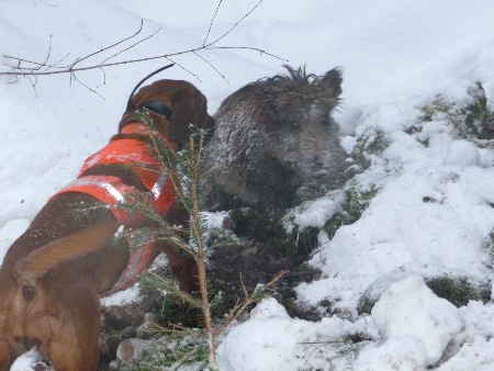 Die wilde Hilde beweist ihre Wildschärfe und stellt einen Frischling