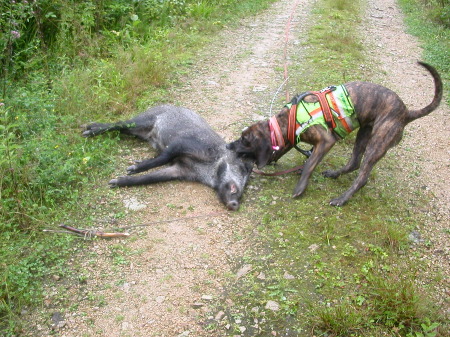 Wildschärfe ist Pflicht für einen brauchbaren Schweißhund - Silva nach der Arbeit